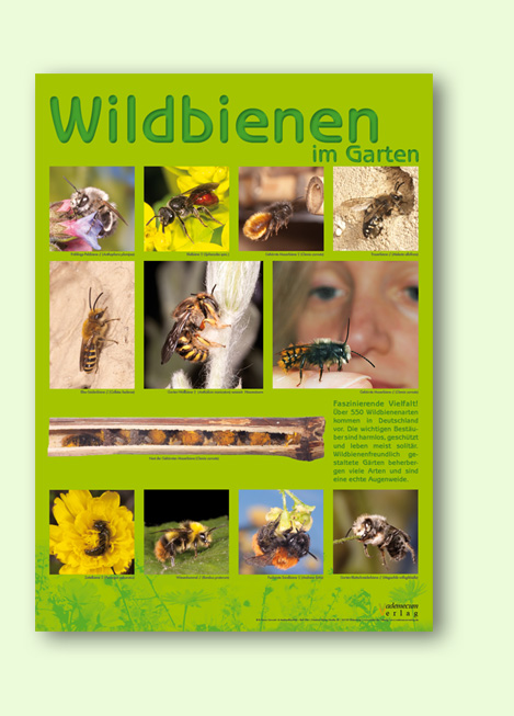 Wildbienenposter